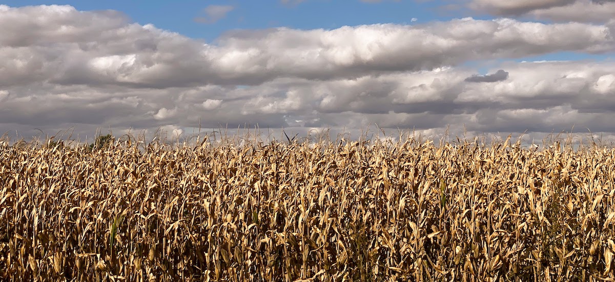 Cornfield